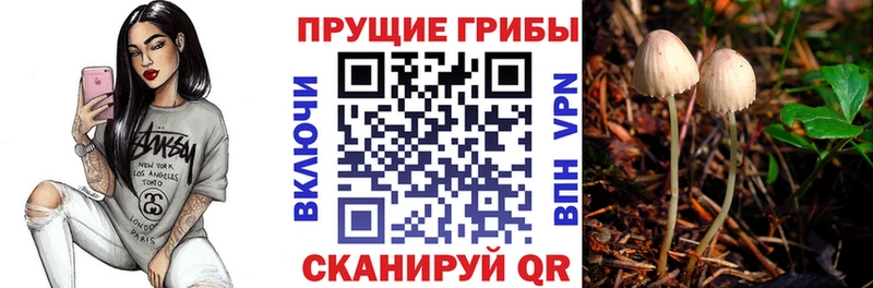 omg зеркало  Михайловка  Псилоцибиновые грибы GOLDEN TEACHER 
